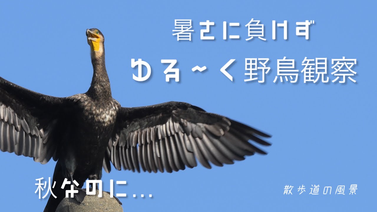 《ゆるい自然観察Vlog119》秋なのに…/暑さに負けずゆる〜く野鳥観察