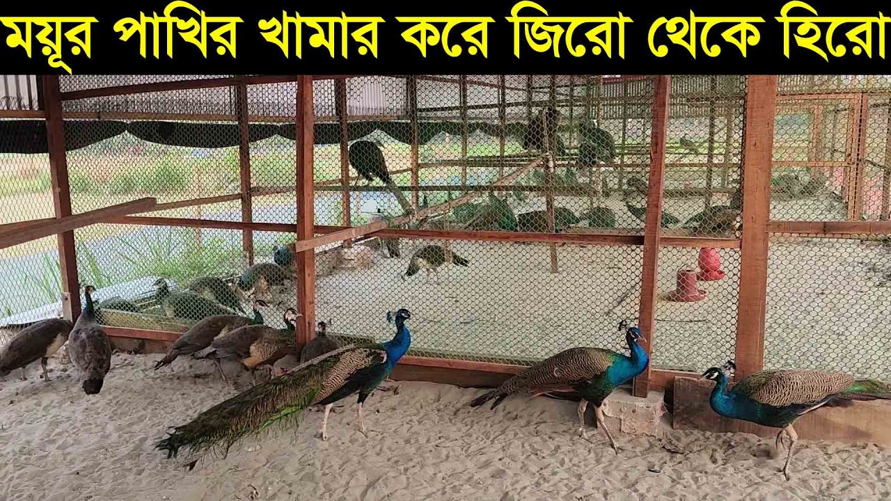 ময়ূর পাখির খামার করে জিরো থেকে হিরো কুমিল্লার শাহ আলী