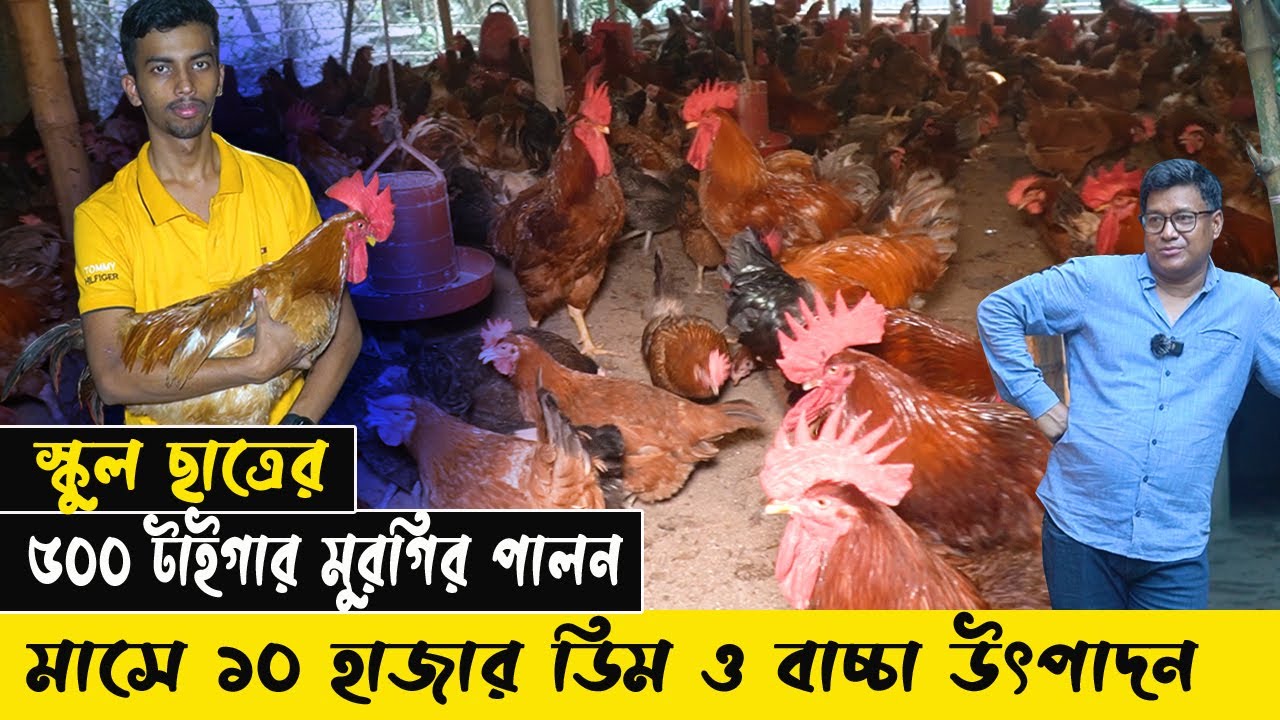 স্কুল ছাত্রের ৫০০ টাইগার মুরগির পালন। মাসে ১০ হাজার ডিম ও বাচ্চা উৎপাদন।কম খেয়ে অধীক ওজন