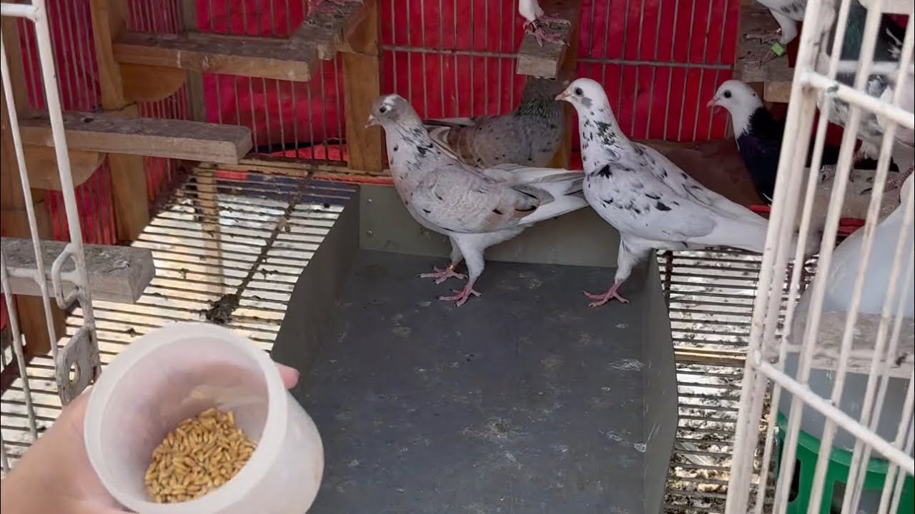Start with what they ignore, finish with what they love. #PigeonManagement #HealthyBirds #GrainMix