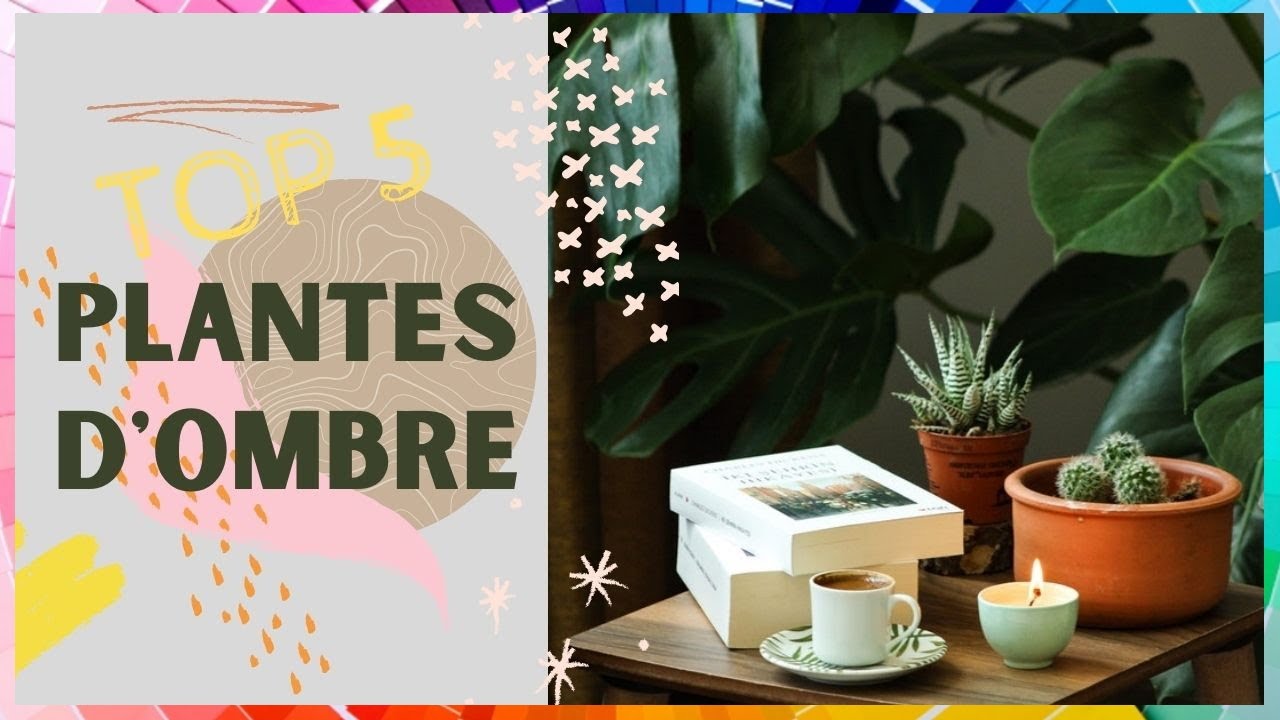 5 plantes parfaite pour une pièce SOMBRE !