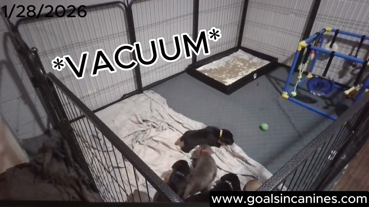 Puppy Noise Exposure - Puppy Cam (1/28/26)