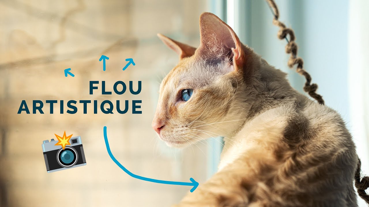3 astuces pour créer un superbe bokeh (flou artistique) dans vos photos !