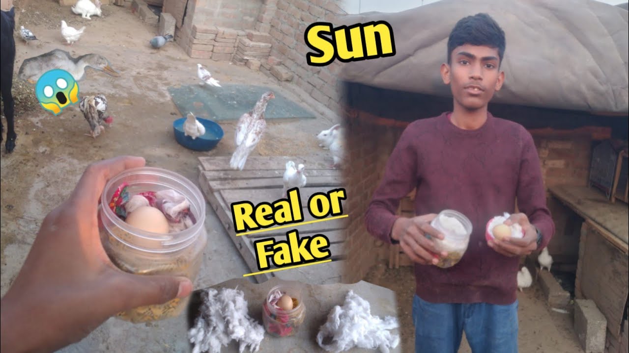 Egg experiment in the sun rays😘#petsvlog #pigeon #bird #chicks