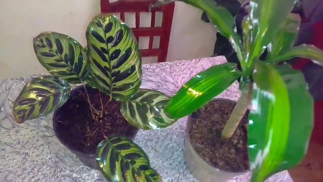Cómo limpiar las PLANTAS y darle BRILLO 🌿|| 5 métodos || PLANTAS NATURALES