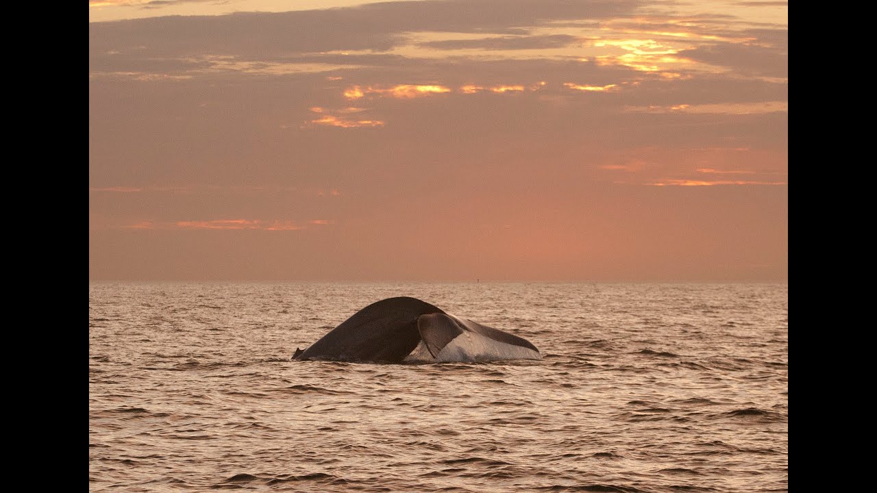Kayaking with a Blue Whale just a mile offshore of Newport Harbor