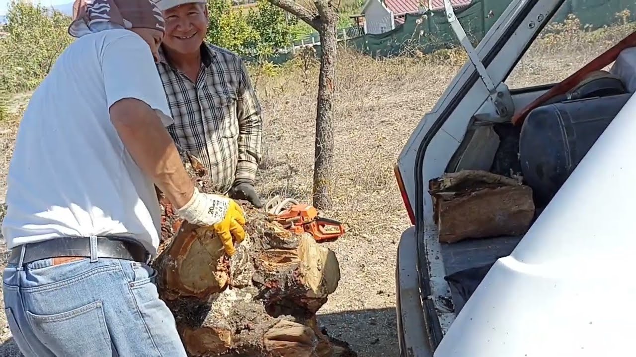 BADEM AĞACI KÖK ÇIKARMA