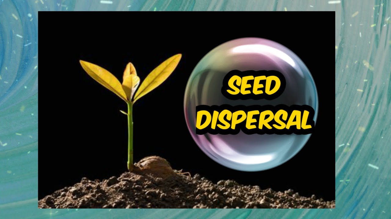 Seed Dispersal ( Water, Wind, Animals, Explosion)
