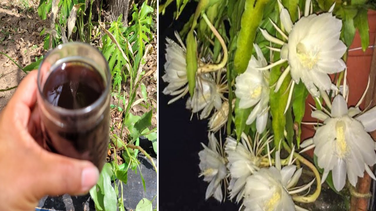 👉 DAMA DA NOITE - Como RECUPERAR e Fazer FLORESCER! 🌸 Mostrando Como Eu Cuido do Cacto Epiphyllum 🌵🌵