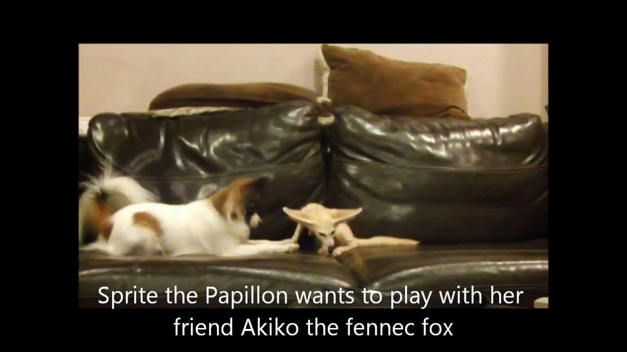 Fennec fox play time