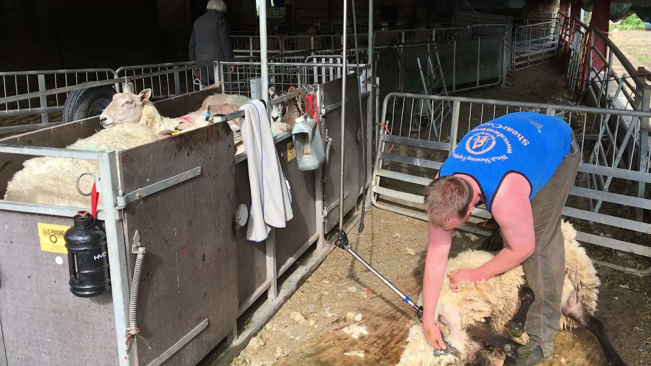 Lambing video 20 - Crutching/Dagging Ewes to prevent Flystrike