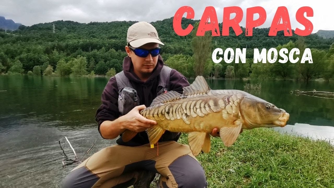 Pesca de CARPAS con Mosca