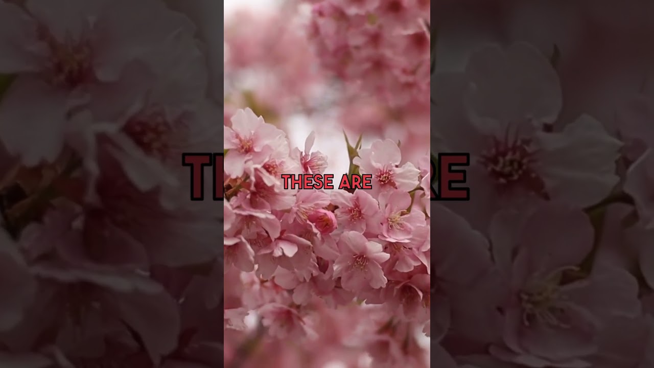 Japan's Undiscovered Cherry Blossoms