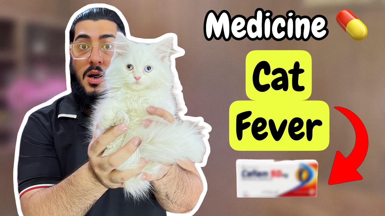 Best medicines for cat fever | Cat fever Signs and treatment | How to Manage Cat Fever?