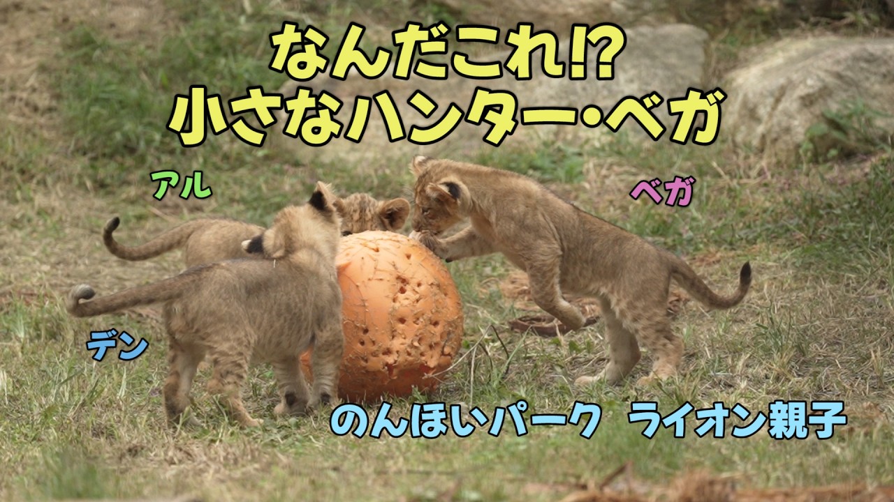 のんほいパーク　なんだこれ⁉　小さなハンターベガ　アース親子　Earth＆Silk’s Lion family at Toyohashi Zoo