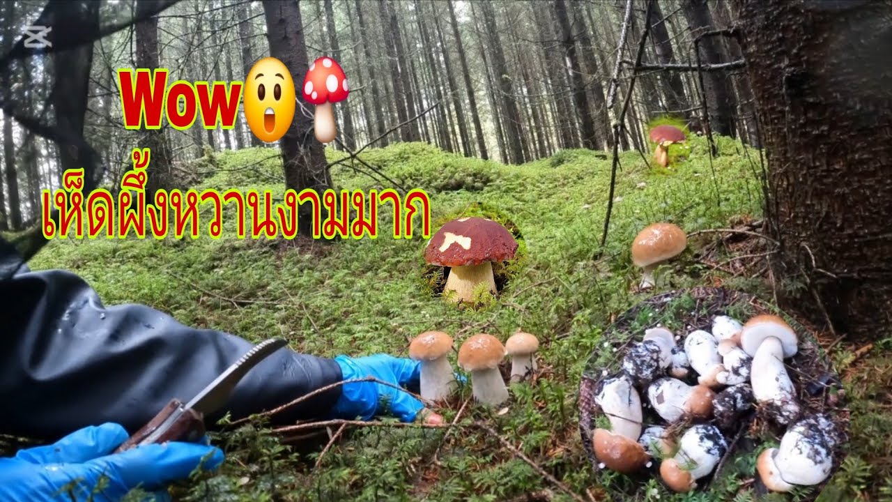 เห็ดผึ้งหวานกำลังขึ้นตะเอ๊าะตะแอ๊ะงามคักพี่น้อง😲🍄🇸🇪