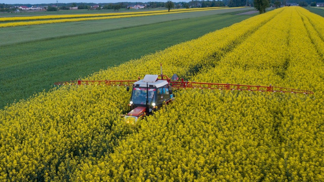 Wieczorne T2 na opadanie płatka w rzepaku☆Zetor 7245 & Biardzki