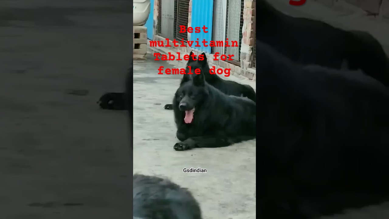Z Black long coat German shepherd dog. black gsd. gsdindian. #gsd #gsdindian #germanshepherd