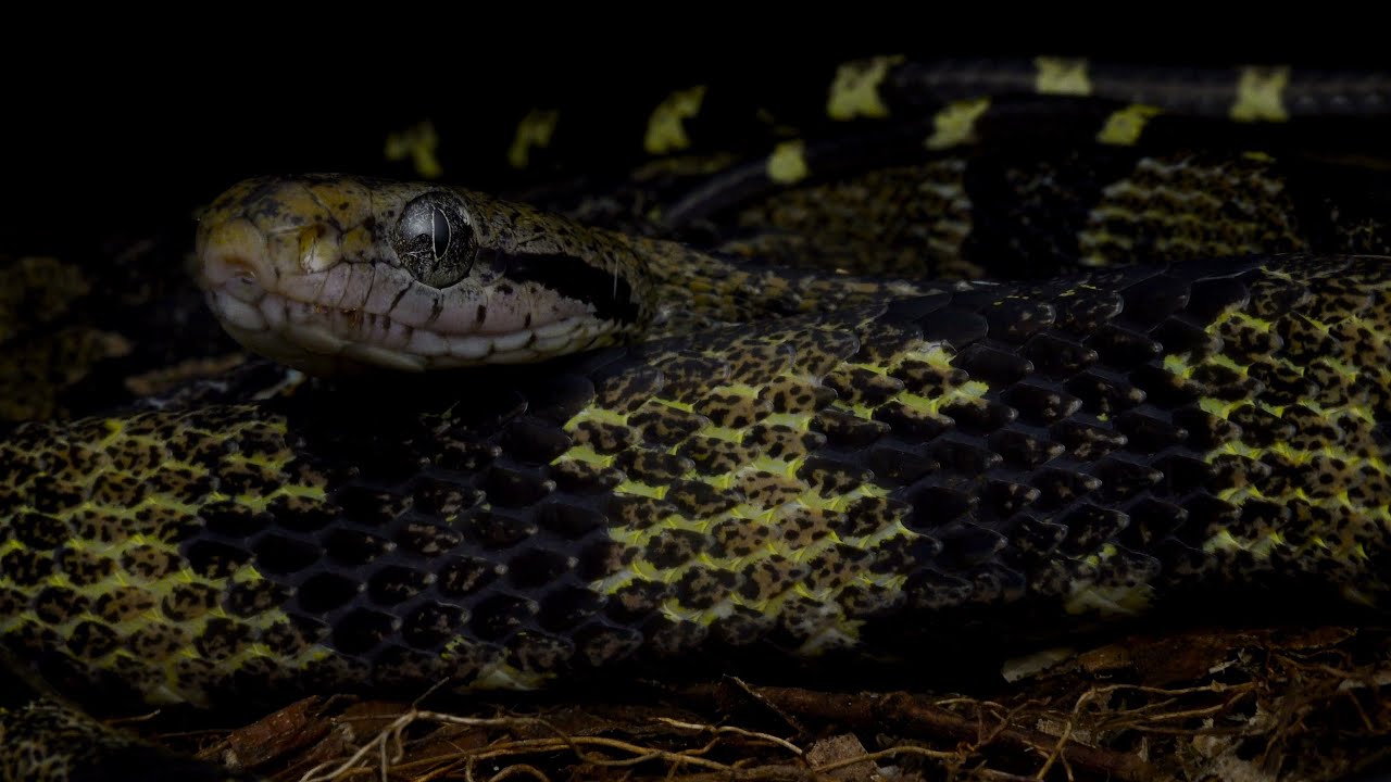 Melanistic Dog-toothed Cat Snake: Singapore Snakes