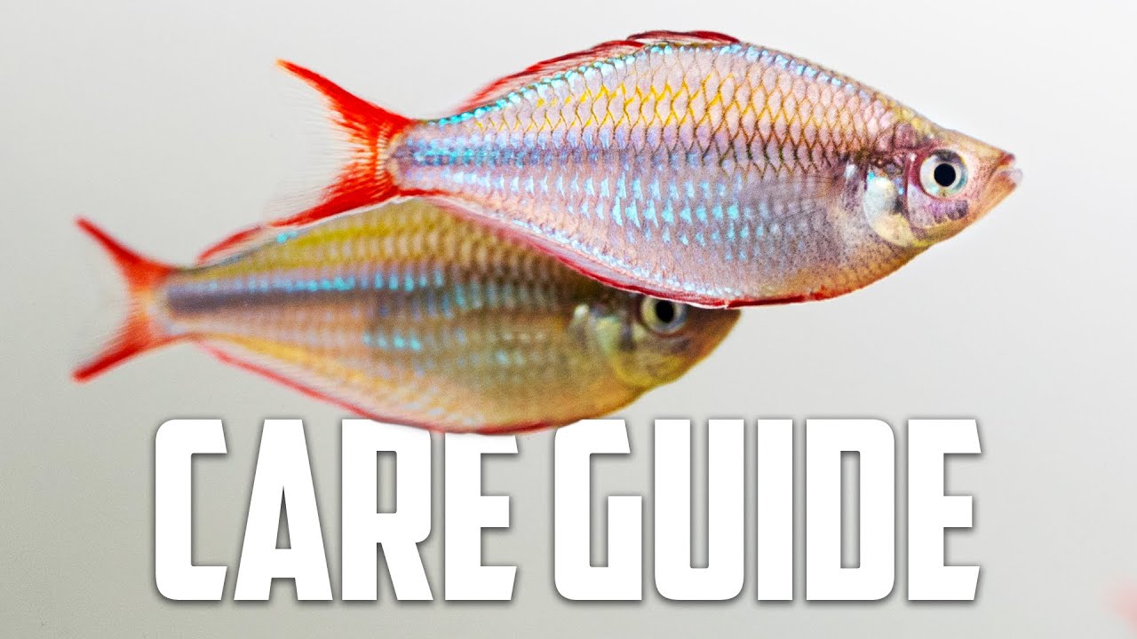 Neon Dwarf Rainbow Care Guide - Aquarium Co-Op