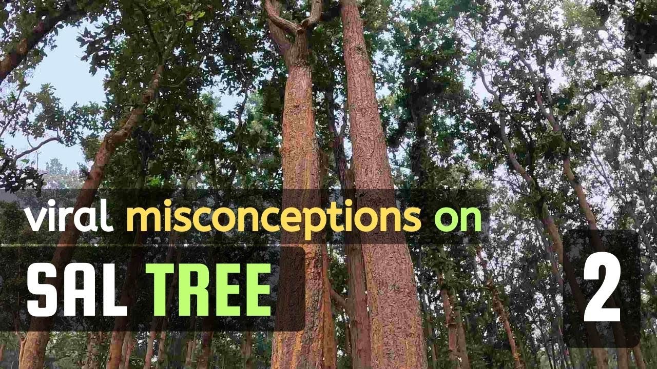 Sal Trees & the Viral Misconceptions | Shorea robusta | by Vichitra Trees | #sakhua #sal