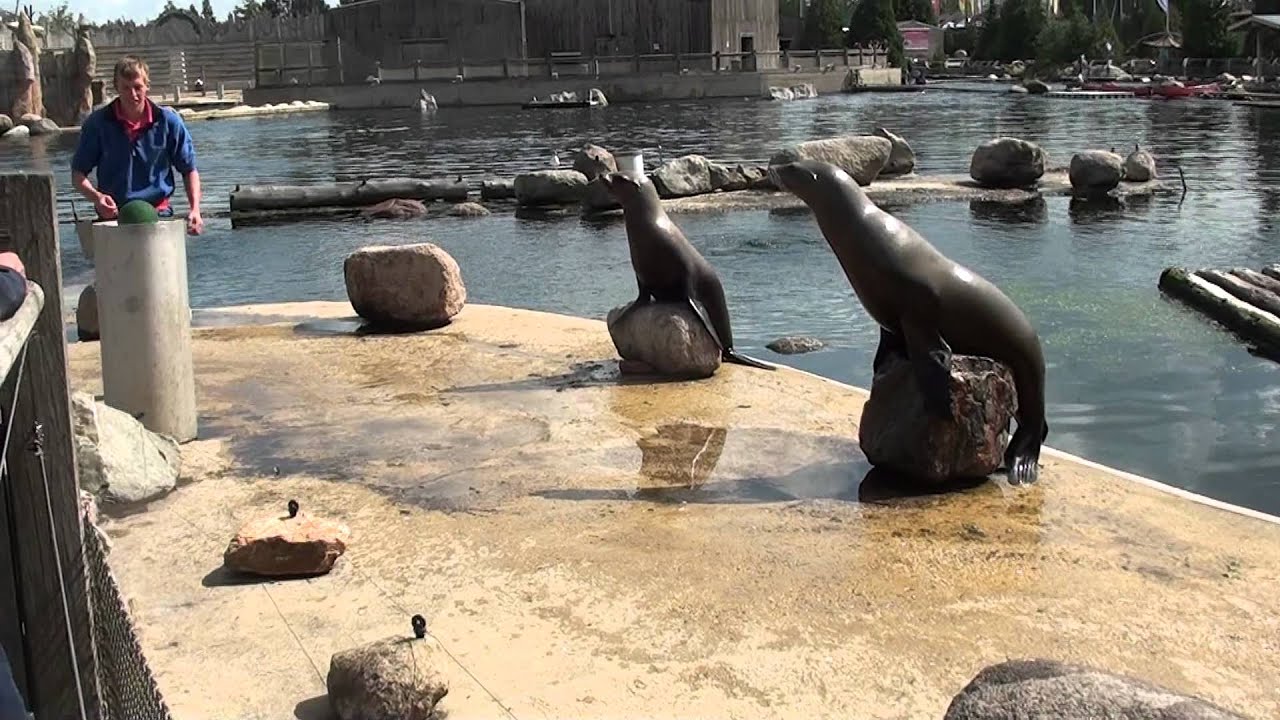 Zeehonden Show in Dolfinarium