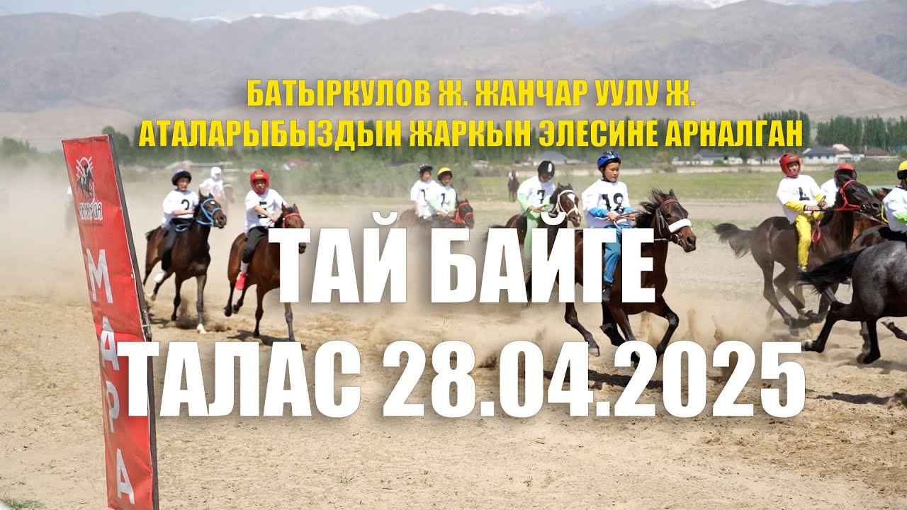 БАТЫРКУЛОВ ЖАНЧАР, ЖАНЧАР УУЛУ ЖАКШЫБЕК АТАЛАРЫБЫЗДЫН ЖАРКЫН ЭЛЕСИНЕАРНАЛГАН ТАЙ БАЙГЕ ТАЛАС 2025
