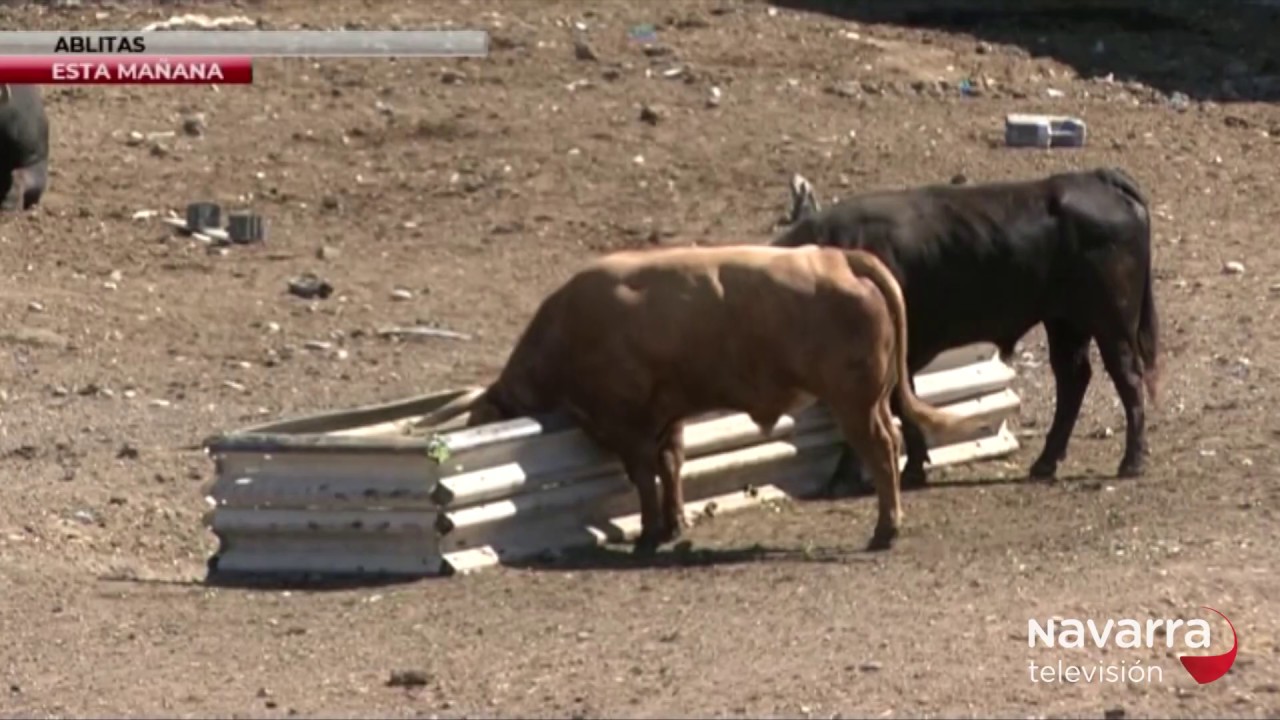 Un toro escapado siembra el p&aacute;nico en Caparroso