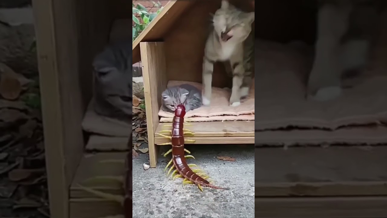 Watch this cat's shocked reaction as the centipede approaches!😱 #shorts #centipede #millipede