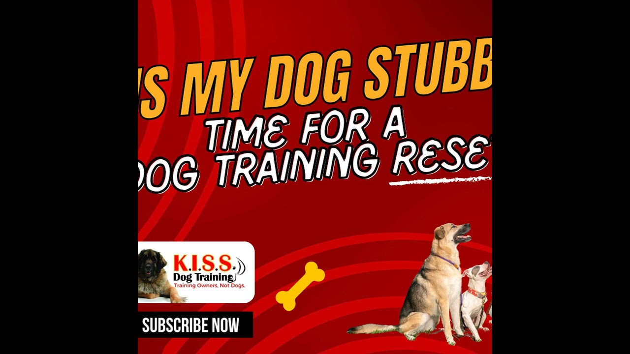 Why is my dog stubborn? Time for a Dog Training Reset...  Season 7 - Eps 51