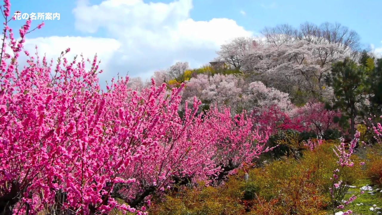 満開の花見山 Spring of Fukushima in Japan 福島の春 福島観光