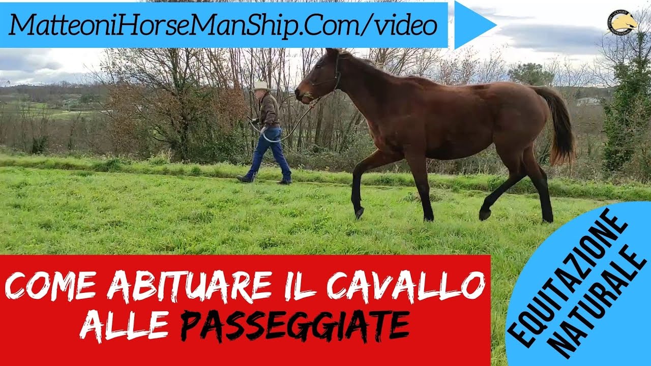 Come abituare il cavallo alle passeggiate