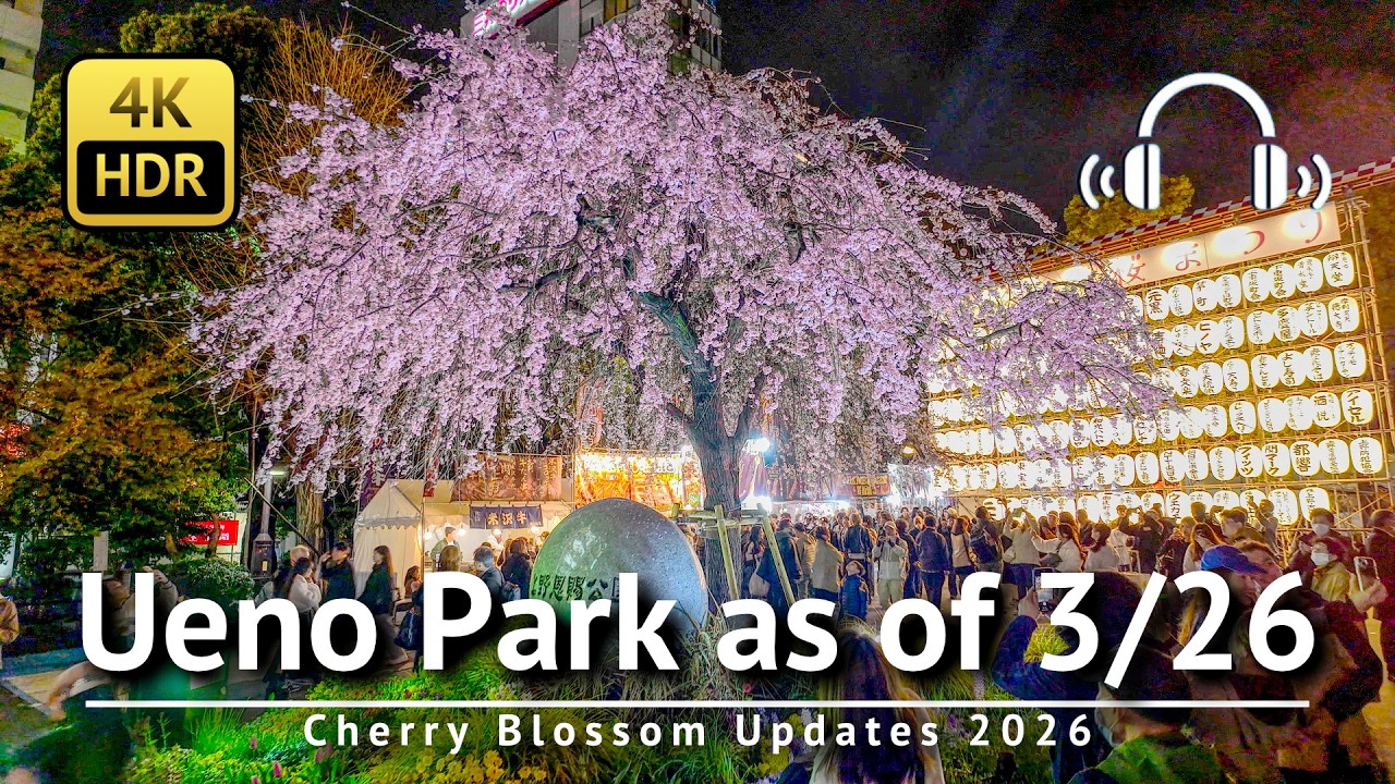 🌸 Aktualności z Tokyo Cherry Blossom 2026: Park Ueno, stan na 26.03 [4K/HDR/binauralne]