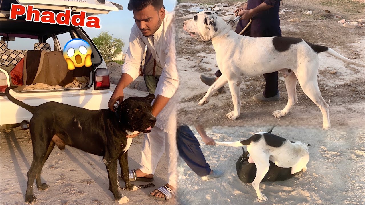 BULLY DOGS KA APUS MAIN BHOT BHRA PHADDA HOGYA😱