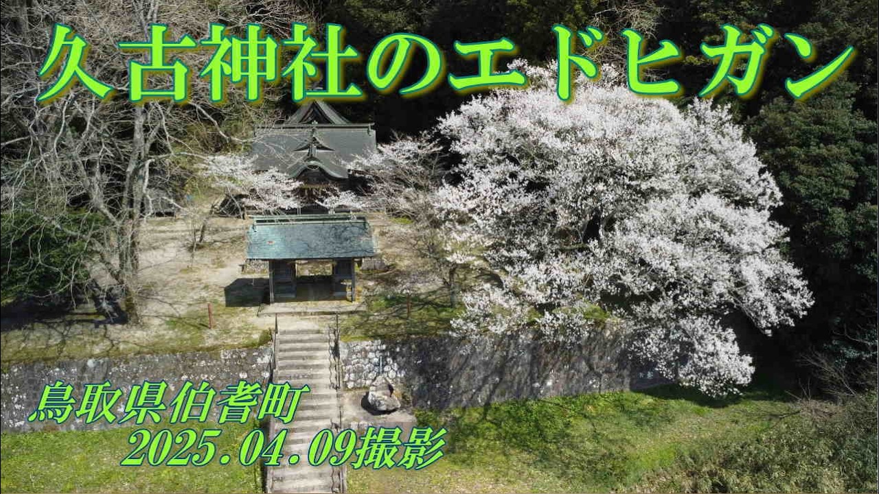 久古神社のエドヒガン　2025.04.09撮影