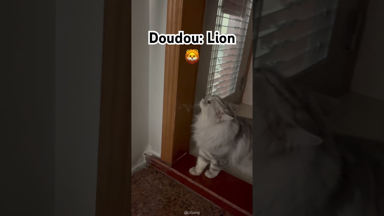 #cat #cuteanimal #catcute #pets #cutecat #cute #cutepet #funny #kitten #kitty #catshorts #cats
