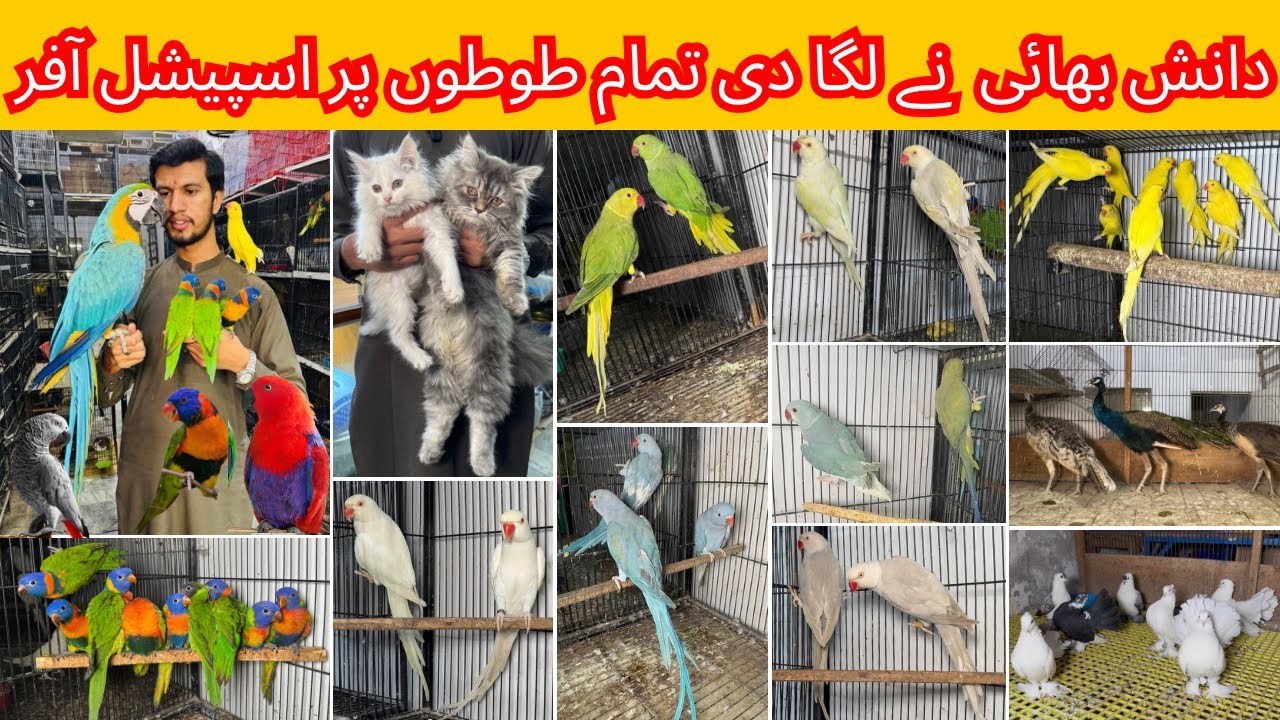Birds Market Multan 03 December 2025 |Madni Birds Shop | Malik Danish | Handtamed Parrot Shop |