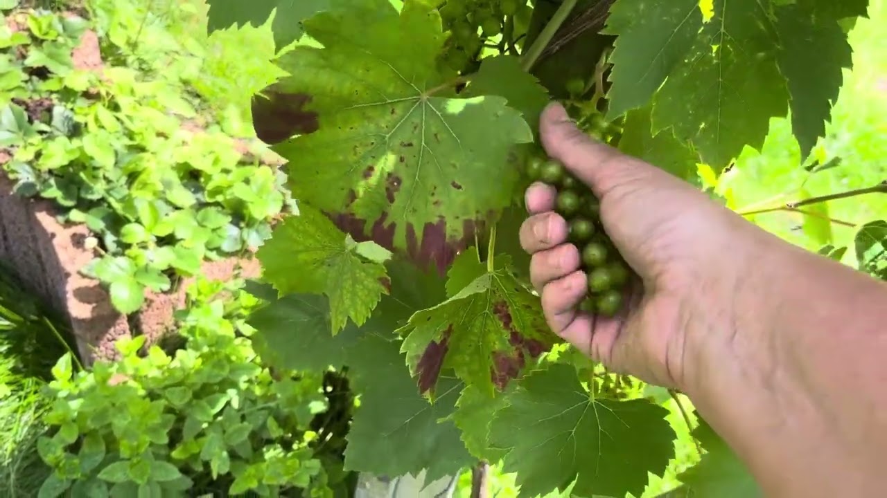 Dikkere druiven door te krenten . Je pakte de trossen één voor één..kijk maar .. 🍇#moestuin