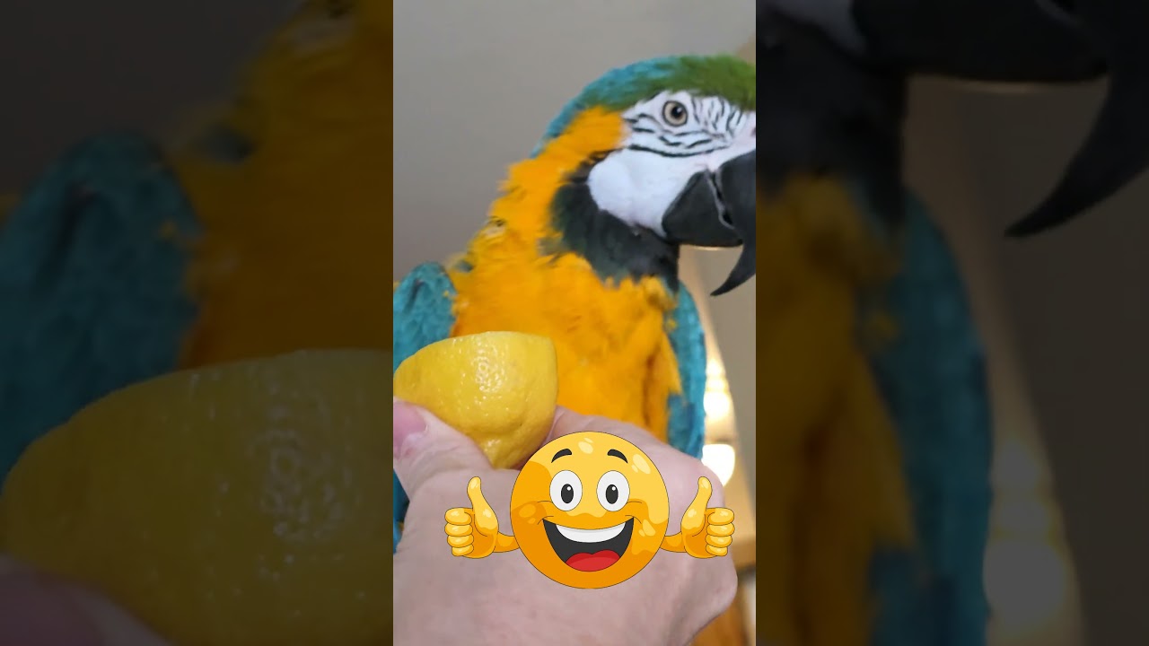 My Blue and gold macaw tries lemons for first time.🍋