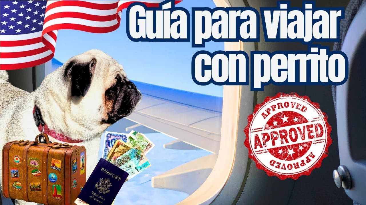 🐶 Guía para Viajar con PERRITO a USA 🇺🇸