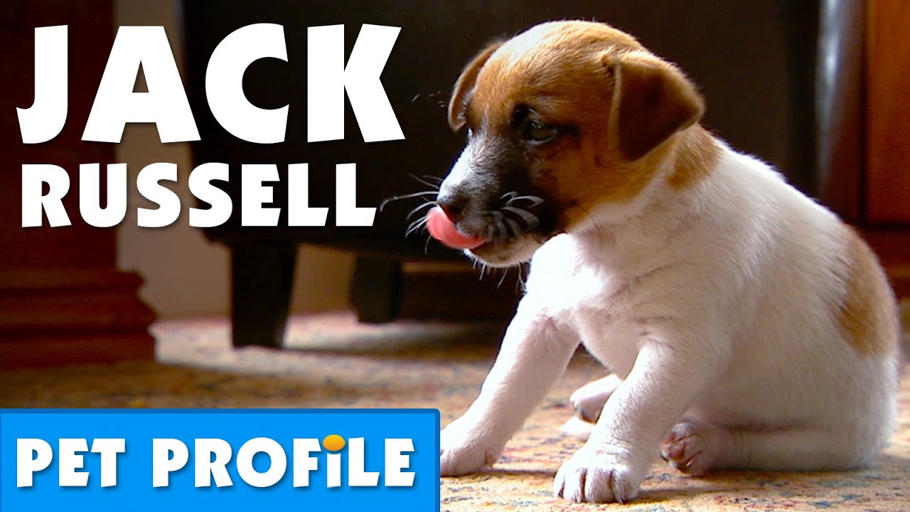 Jack Russell Pet Profile | Bondi Vet