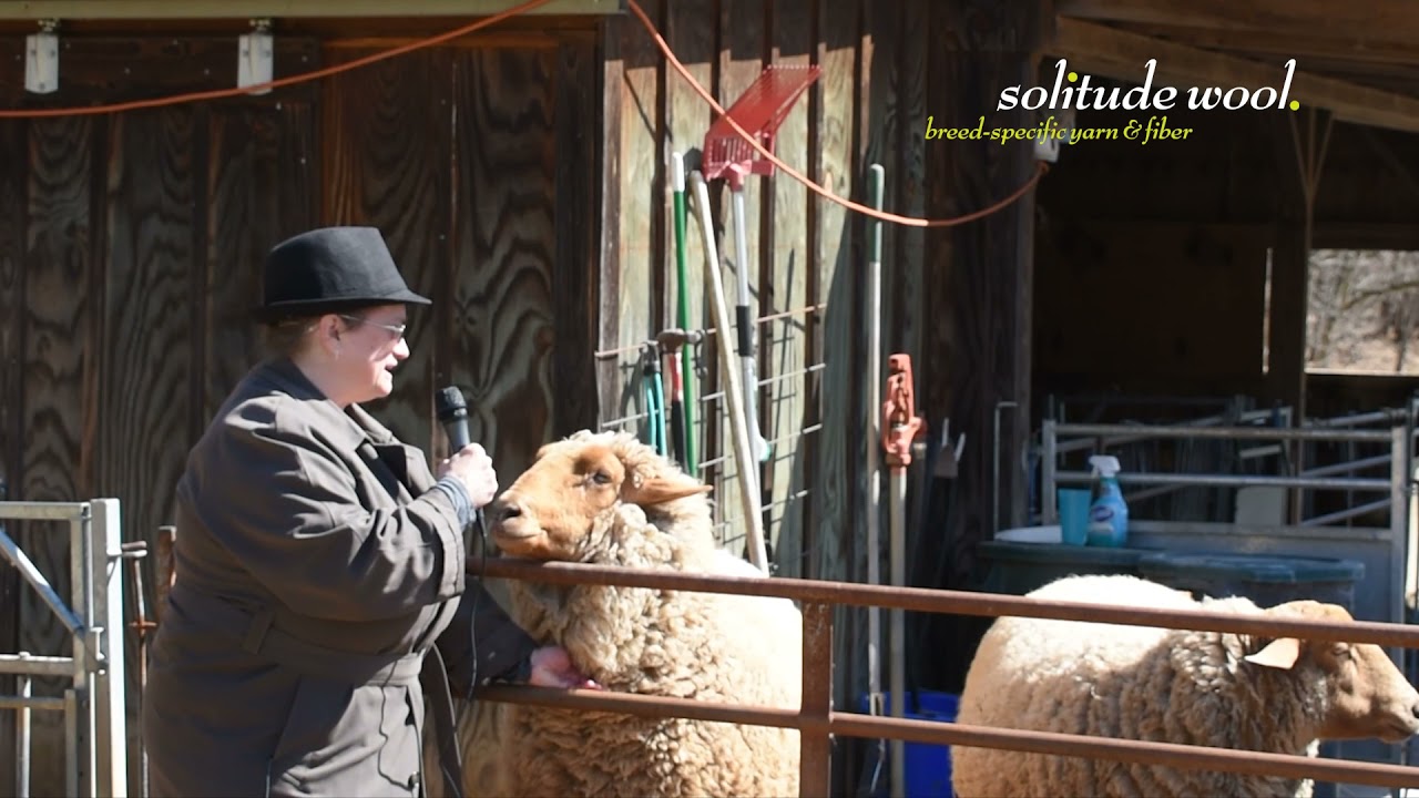 Solitude Wool's Roving Reporter gets to the bottom of rumors of local American Tunis plans to escape