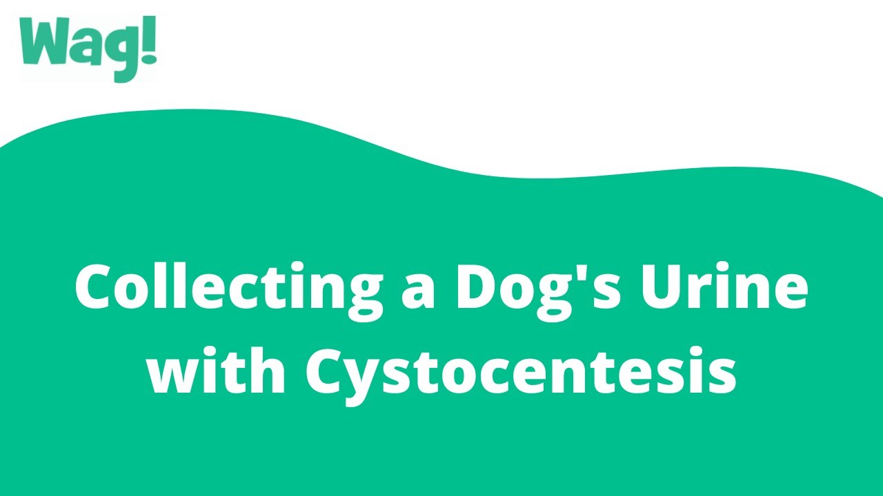Collecting a Dog's Urine with Cystocentesis | Wag!