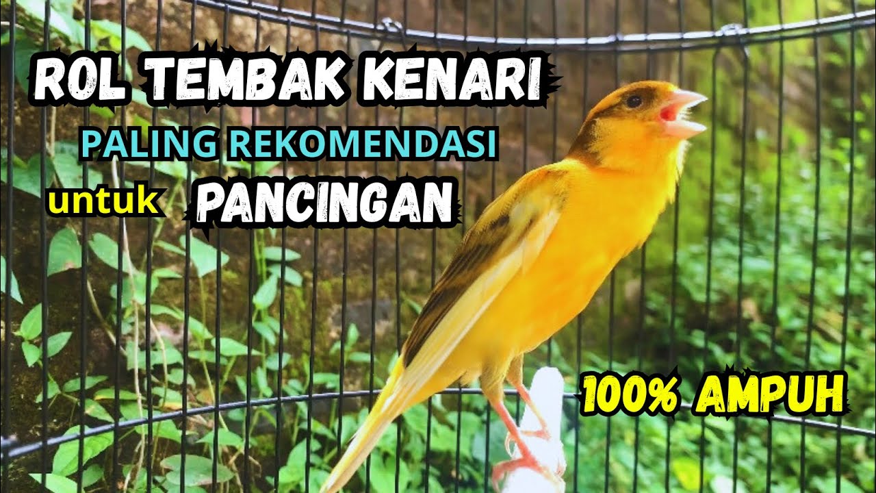 Masteran KENARI GACOR ngerol panjang EMOSI bikin BURUNG KENARI PAUD GACOR terapi AMPUH kenari MACET