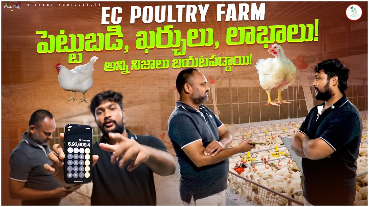 EC Poultry Farm: పెట్టుబడి, లాభాలు, ఖర్చులు, నష్టాలు | The Truth About Poultry Farming
