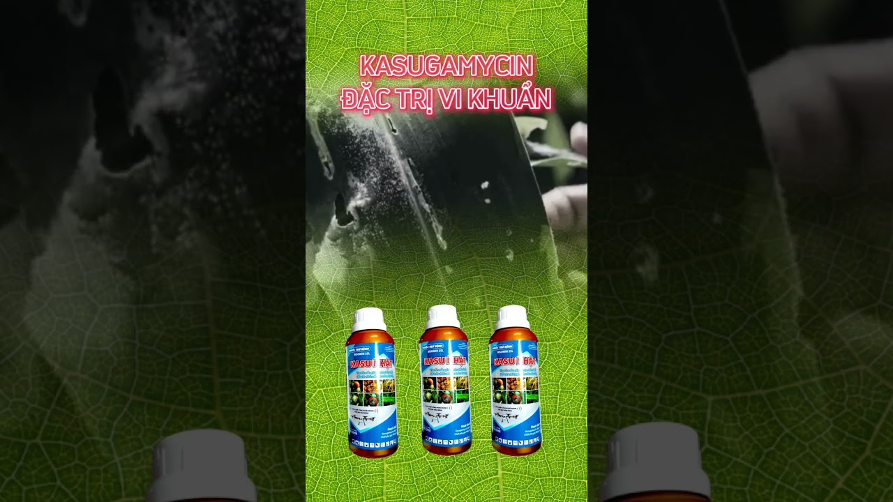 kasugamycin đặc trị vi khuẩn tr&ecirc;n c&acirc;y trồng