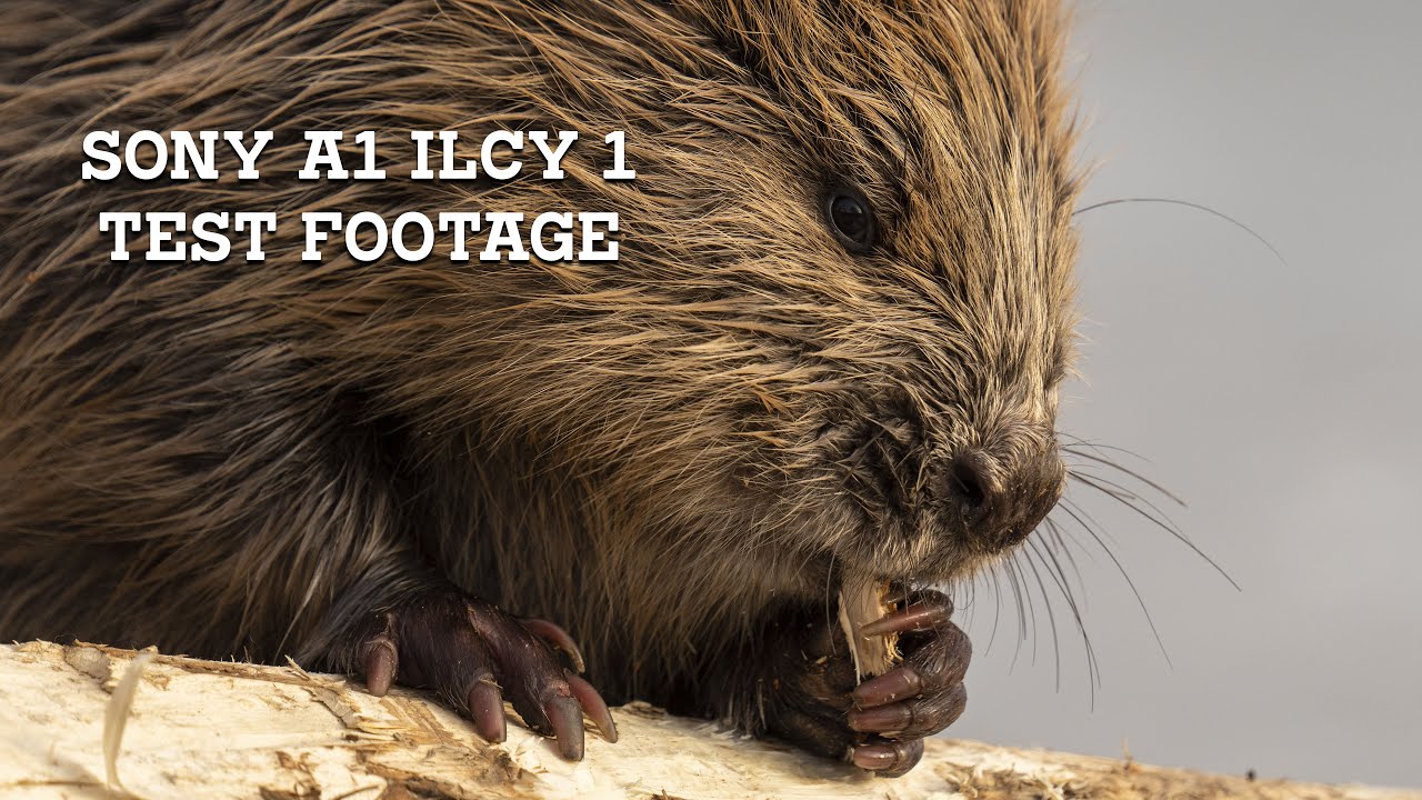 Sony A1 ILCY-1 PP11 Cinetone Test footage with new Sigma 150-600