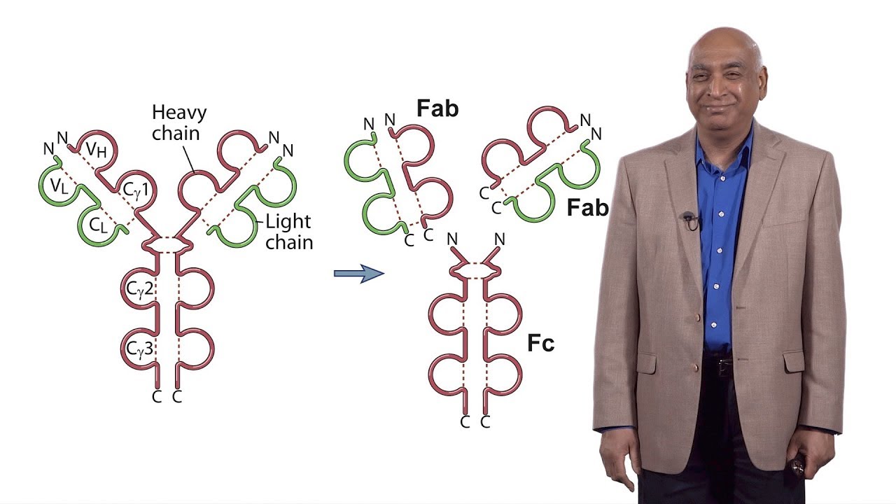 Shiv Pillai (Harvard) 1: Early B Cell Development: A Look at the Defining Questions in Immunology