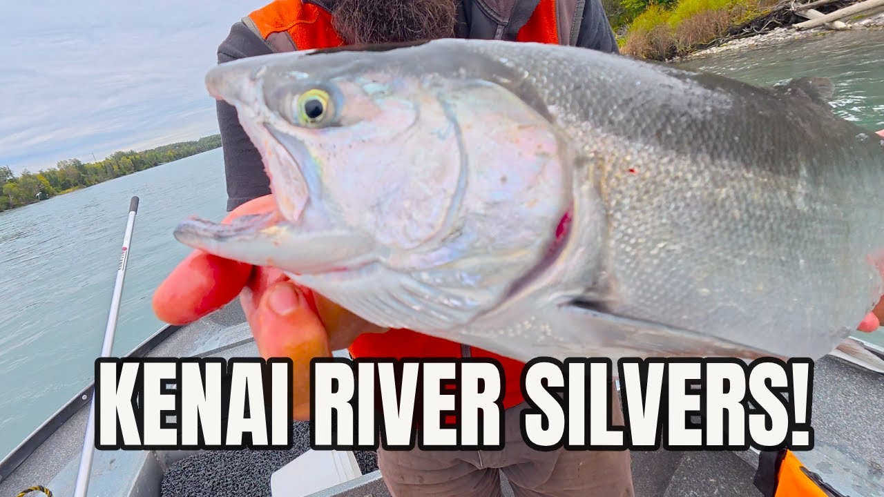 Catching Coho Silver Salmon on the Kenai River | Frontier Family Alaska