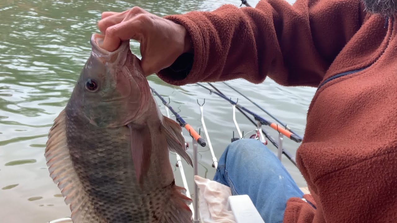 PESCARIA DE TILÁPIA NA BATIDA REPRESA PARAIBUNA SAIU UMA BRUTA 🎣 #pescanabatida  #pescaria #tilapia